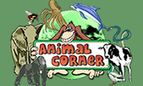 Animal Corner